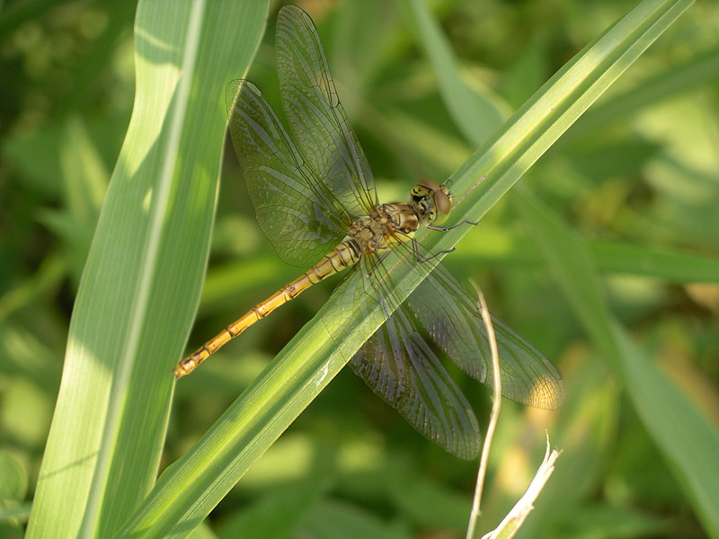 Libellula da determinare